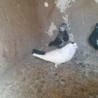 کبوتر شهرستانی|پرنده|هشتگرد, قاسم آباد بزرگ|دیوار