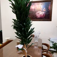 فروش گل آپارتمانی|گل و گیاه طبیعی|تهران, حشمتیه|دیوار