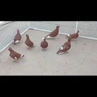 قره و طاووسی|پرنده|شیراز, آزادگان|دیوار