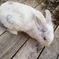 خرگوش|موش و خرگوش|شهریار, شهرک امیریه|دیوار