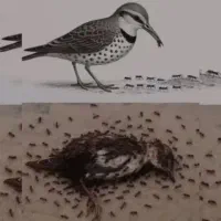 یک جفت مرغ عشق