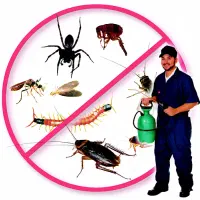 سمپاشی و نابودی سوسک ، ساس و حشرات موذی