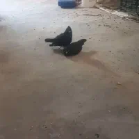 کبوتر زاغ