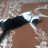 بچه گربه|گربه|کردکوی, |دیوار