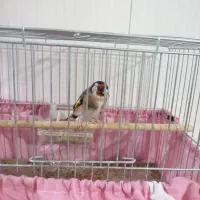 پرنده سهره اهلی نر