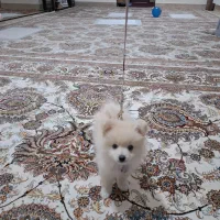 فروش سگ خانگی|سگ|یاسوج, |دیوار