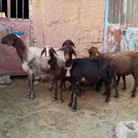 ۶ راس میش داشتی و ۴ راس بره ریز قلم پشم شیر|حیوانات مزرعه|نیشابور, شهرک فرهنگیان|دیوار