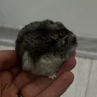 همستر بند انگشتی|موش و خرگوش|سلماس, |دیوار