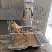 عروس هلندی سه ماهه