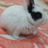 خرگوش کوچولو باهوش|موش و خرگوش|تربتحیدریه, کلاته توکلی|دیوار