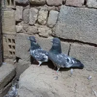 نروماده دهنجور|پرنده|کبودرآهنگ, |دیوار