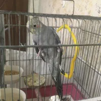 عروس هلندی فوری فروشی|پرنده|تهران, سبلان (لشگر)|دیوار