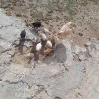 مرغ بومی با جوجه|حیوانات مزرعه|لردگان, |دیوار