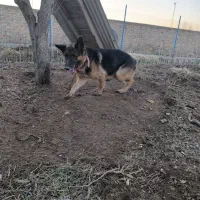 سگ ژرمن|سگ|مرند, |دیوار