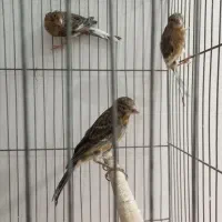 جوجه قناری سبز