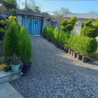 فروش کاج لاوسون و جاپونیکا