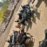 فروش کهره ماده