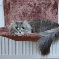 جای خواب شوفاژی گربه|لوازم جانبی حیوانات|بهشهر, |دیوار