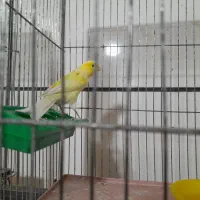 قناری پرتقالی