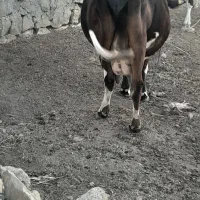 گاو شیری گوساله نر