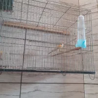 قناری نر مست|پرنده|شهریار, شهرک مصطفی خمینی|دیوار