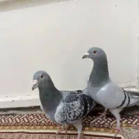 سوسنگرد|پرنده|سوسنگرد, |دیوار