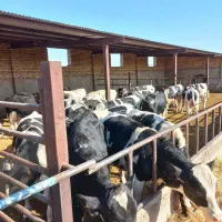 تعدا ۳۰ راس جوانه داشتی