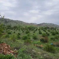 باغ ثمری لیمو پرتقال معاوضه با ماشین