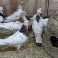 کفترفروشی رودان|پرنده|بندرعباس, |دیوار