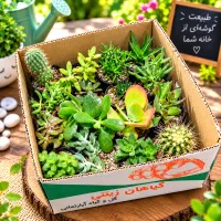 میکس ساکولنت ۱۶ تایی