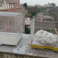 تعداددوقفس بزرگ درحد نو سالم