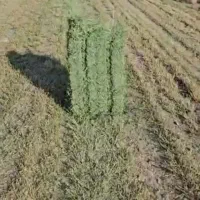 بذریونجه،،|عمدهفروشی|مشهد, الهیه|دیوار