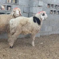 بره شیرازی بختیاری مچ قلم دار پوز عقابی|حیوانات مزرعه|منوجان, |دیوار