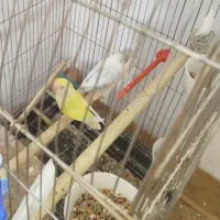 جفت کوتوله مولد