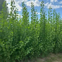 نـهـال صــنوبر صادراتی سود بالا با کاشت کمهزینه|خدمات باغبانی و درختکاری|سنقر, |دیوار