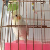 عروس هلندی نرو ماده|پرنده|مشگین شهر, |دیوار