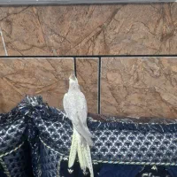 عروس هلندی ماده|پرنده|اندیمشک, |دیوار