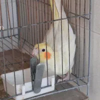 عروس هلندی ماده مست پاد ویپ|پرنده|رفسنجان, |دیوار