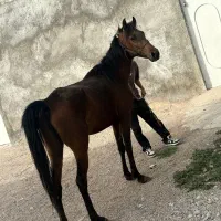 مادیان و کره خالص عرب