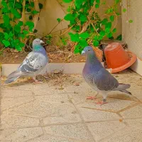 کفتر و کبوتر