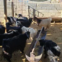 70راس بز|حیوانات مزرعه|همایجان, |دیوار