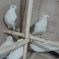 کبوتر|پرنده|ابهر, |دیوار