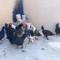 مرغ و خروس تخم گذار|حیوانات مزرعه|گراش, |دیوار