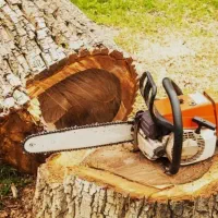 قطع درخت صنوبر درخت باغی