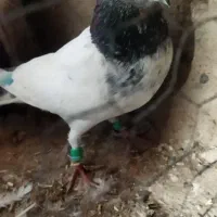 کبوتر کله پاکستانی