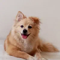 حیوان|سگ|قدس, شهرقدس|دیوار