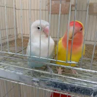 سه عدد طوطی برزیلی یک جفت و یک جوجه