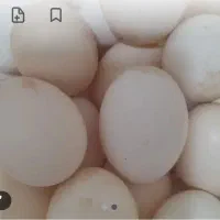 تخم مرغ محلی اصل موجوده دونه ای ۱۵