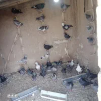 کفتر فروشی
