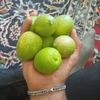 لیمو خاگی